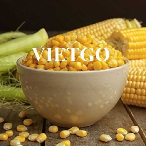 Cơ hội hợp tác xuất khẩu ngô vàng đầy hấp dẫn đến thị trường Thổ Nhĩ Kỳ 