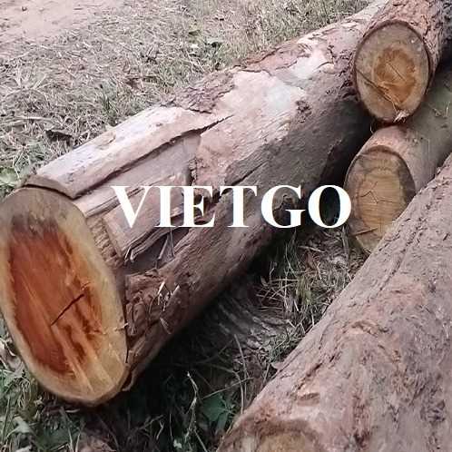 Thương vị xuất khẩu gỗ bạch đàn tròn sang thị trường Hà Lan