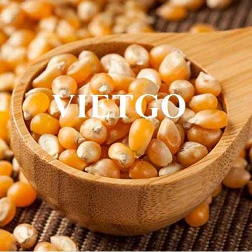Thương vụ xuất khẩu ngô vàng đến thị trường Thổ Nhĩ Kỳ