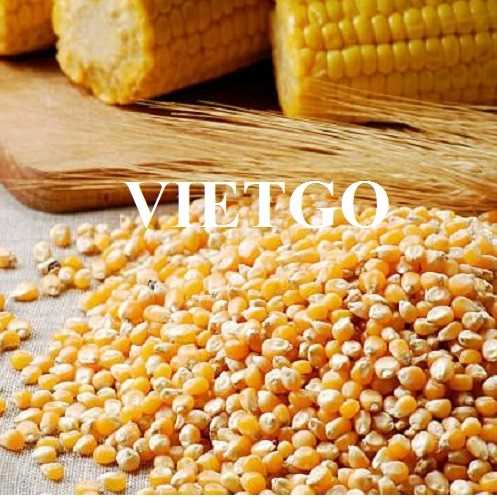 Cơ hội hợp tác xuất khẩu ngô đến từ vị khách hàng người Nga
