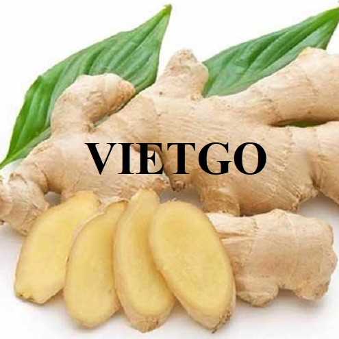 Cơ hội xuất khẩu gừng tươi sang thị trường Úc