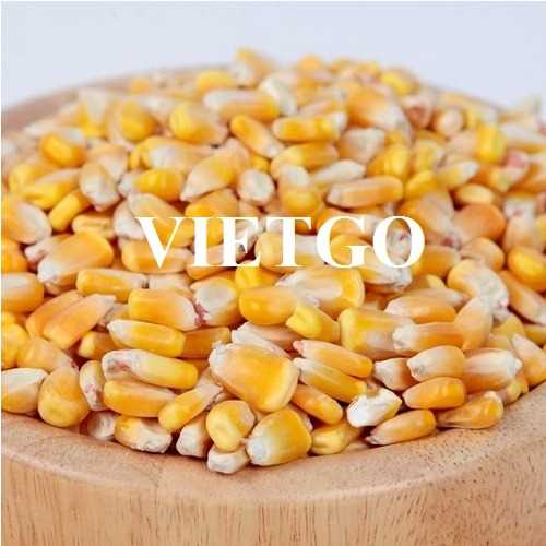 Cơ hội hợp tác xuất khẩu ngô số lượng lớn đến thị trường Trung Quốc