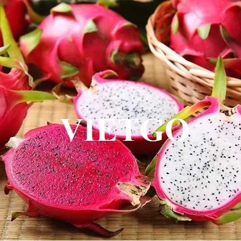 Cơ hội xuất khẩu thanh long sang thị trường Nam Phi