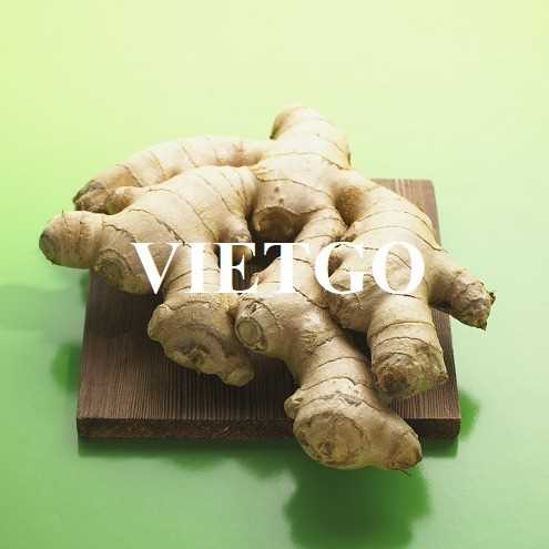 Cơ hội hợp tác xuất khẩu gừng sang thị trường Trung Quốc