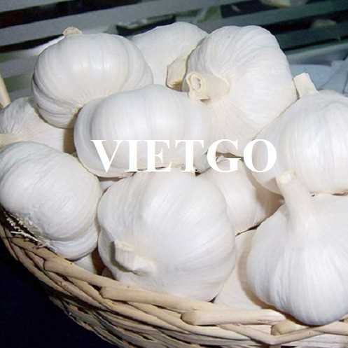 Thương vụ xuất khẩu tỏi sang thị trường Ấn Độ