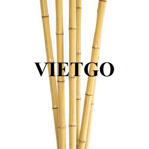 Thương vụ xuất khẩu gậy tre sang thị trường Ấn Độ