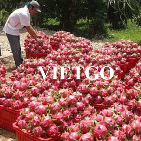 Cơ hội hợp tác xuất khẩu thanh long cùng vị khách hàng đến từ Mỹ