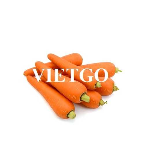 Cơ hội hợp tác xuất khẩu cà rốt sang thị trường Hàn Quốc