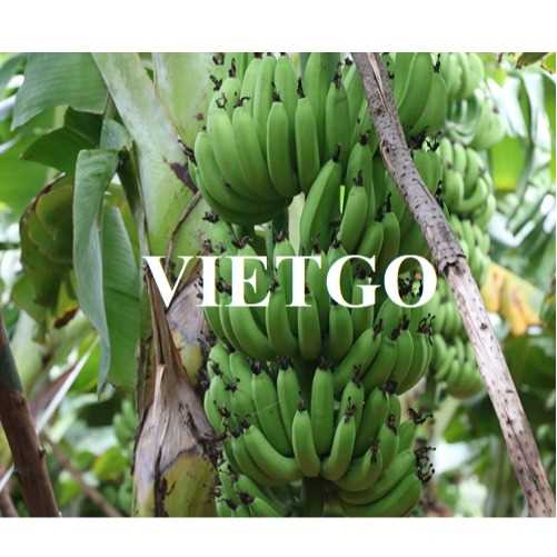 Cơ hội hợp tác xuất khẩu chuối tươi sang thị trường Malaysia