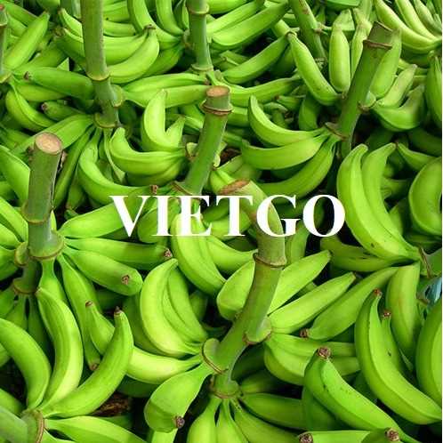 Cơ hội hợp tác xuất khẩu chuối tươi từ vị khách hàng đến từ Iraq