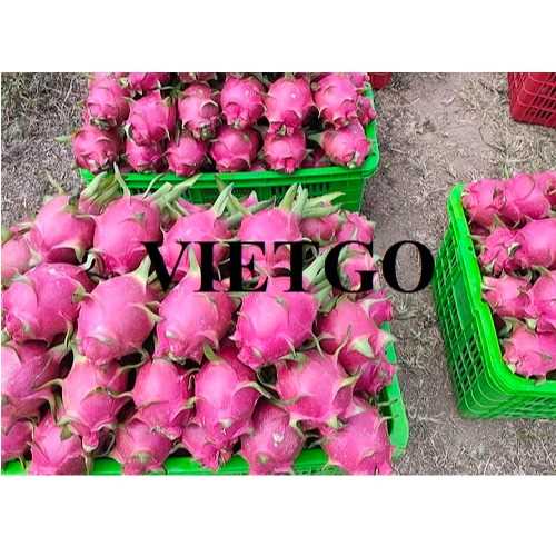 Thương vụ xuất khẩu thanh long sang thị trường UAE
