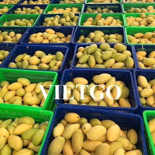 Thương vụ xuất khẩu xoài tươi sang thị trường UAE