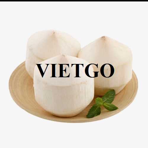 Cơ hội xuất khẩu dừa tươi đến từ vị khách hàng người UAE 