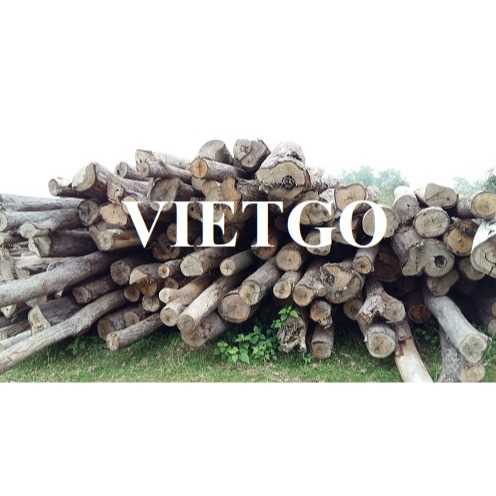 Thương vụ xuất khẩu sản phẩm gỗ bạch đàn tròn đến thị trường Ấn Độ