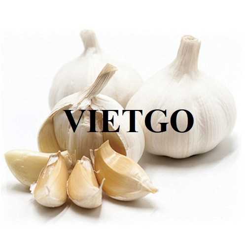 Cơ hội hợp tác xuất khẩu tỏi đến thị trường Ấn Độ