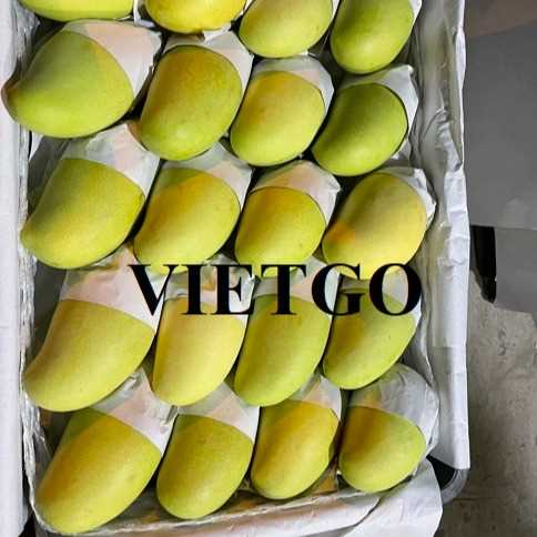 Thương vụ hợp tác xuất khẩu xoài sang thị trường Dubai