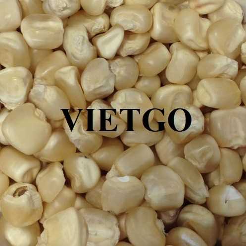 Thương vụ xuất khẩu ngô sang thị trường Trung Quốc