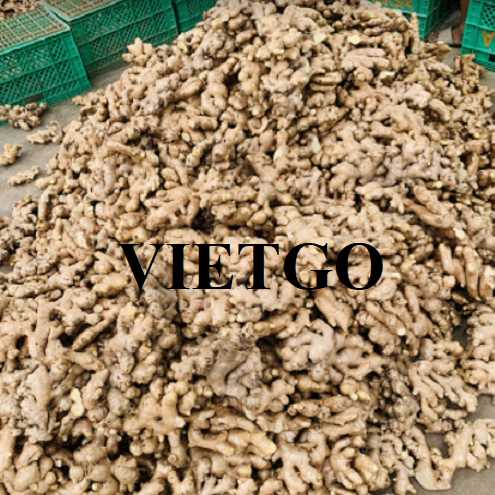 Thương vụ xuất khẩu gừng sang thị trường Thái Lan 
