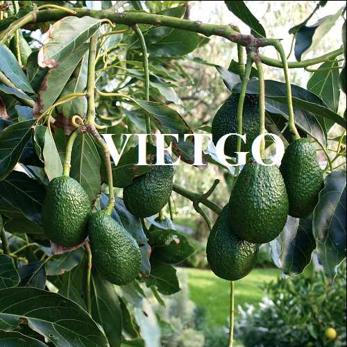 Cơ hội hợp tác xuất khẩu bơ tươi sang thị trường UAE