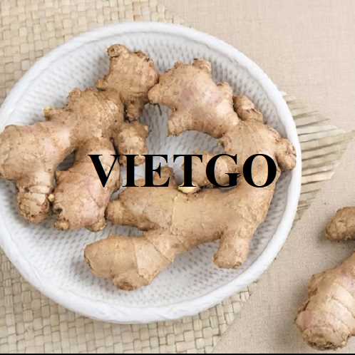 Cơ hội hợp tác xuất khẩu gừng tươi cùng vị khách hàng đến từ Thái Lan