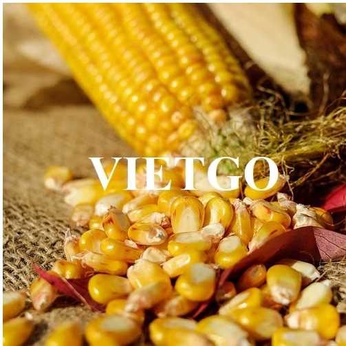 Thương vụ xuất khẩu ngô sang thị trường Trung Quốc