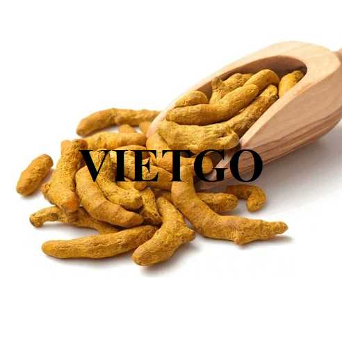 Cơ hội hợp tác xuất khẩu nghệ từ vị khách hàng đến từ Bahrain 