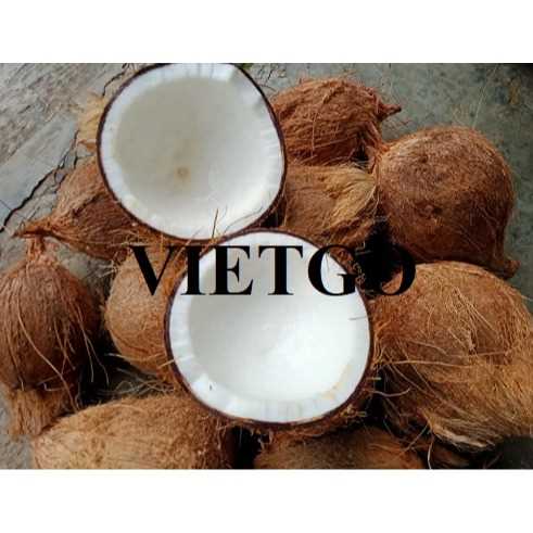 Thương vụ hợp tác xuất khẩu dừa sang thị trường UAE