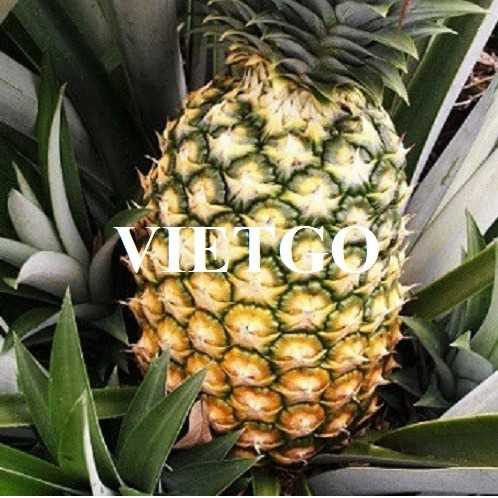 Thương vụ xuất khẩu dứa tươi sang thị trường Thổ Nhĩ Kỳ