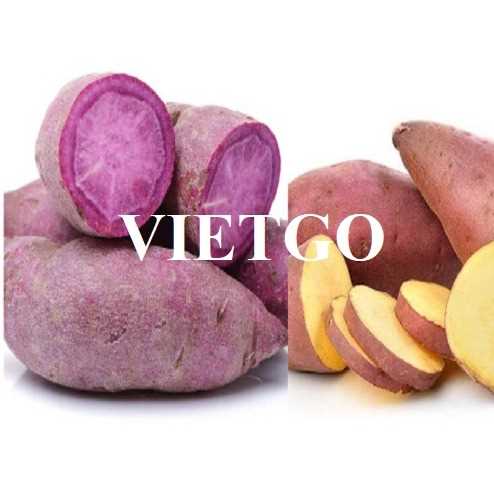 Cơ hội hợp tác xuất khẩu khoai lang sang thị trường Ả Rập Xê Út