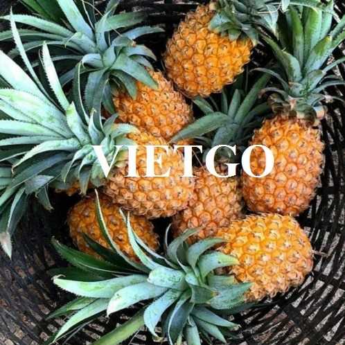 Thương vụ hợp tác xuất khẩu dứa sang thị trường Tây Ban Nha