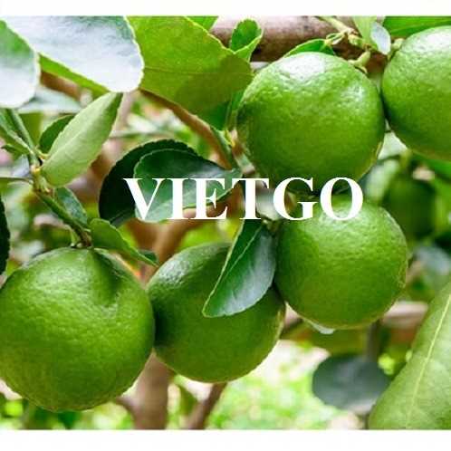 Cơ hội xuất khẩu chanh sang thị trường Đài Loan 