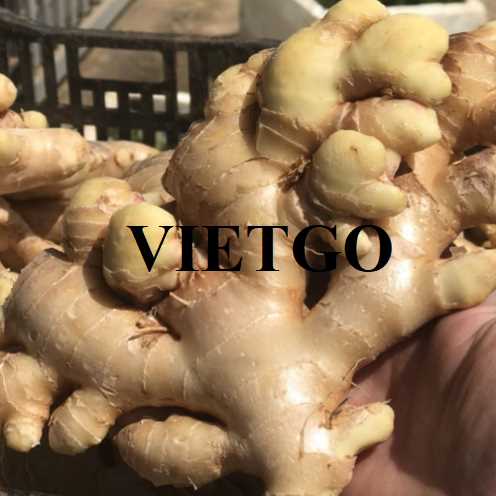 Cơ hội hợp tác xuất khẩu gừng sang thị trường Indonesia