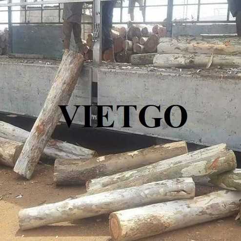 Cơ hội hợp tác xuất khẩu gỗ bạch đàn tròn với vị khách hàng đến từ Anh Quốc