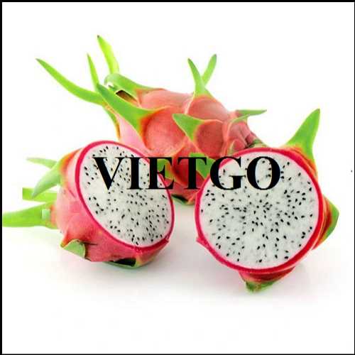 Thương vụ xuất khẩu thanh long sang thị trường Thái Lan 