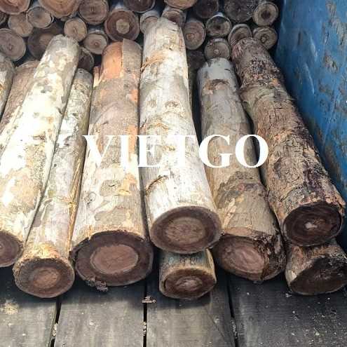 Cơ hội hợp tác xuất khẩu gỗ bạch đàn tròn với vị khách hàng đến từ Ấn Độ 