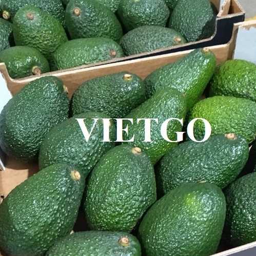 Thương vụ hợp tác xuất khẩu bơ sang thị trường UAE