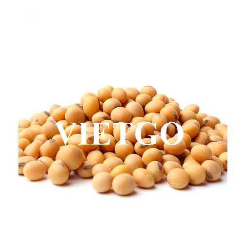 Thương vụ xuất khẩu đậu nành sang thị trường Trung Quốc