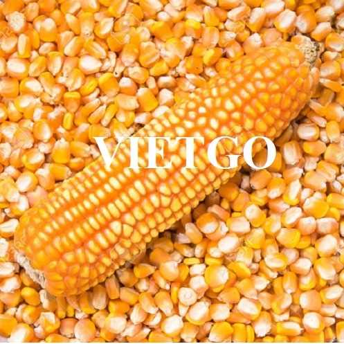 Thương vụ hợp tác xuất khẩu ngô vàng sang thị trường Trung Quốc