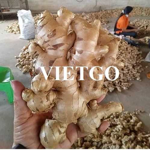 Cơ hội hợp tác xuất khẩu gừng tươi đến thị trường Bangladesh