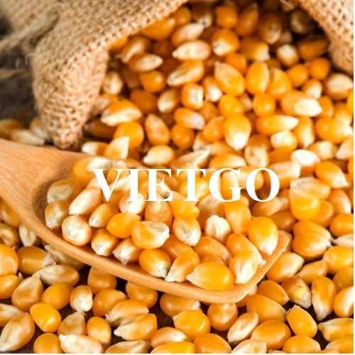 Cơ hội hợp tác xuất khẩu ngô vàng đầy hấp dẫn đến thị trường Trung Quốc
