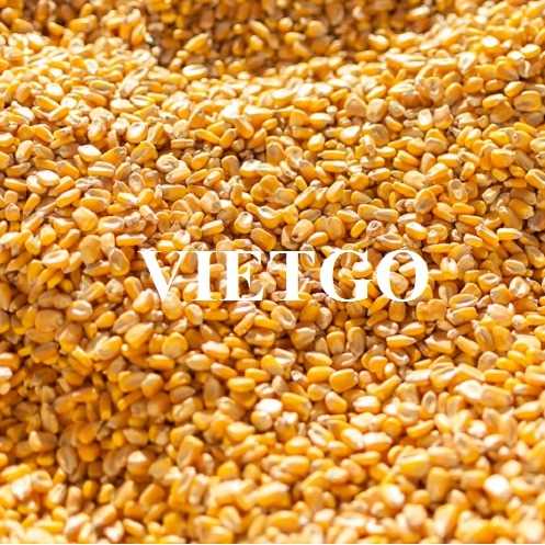 Cơ hội hợp tác xuất khẩu ngô vàng cùng vị khách hàng đến từ Thái Lan
