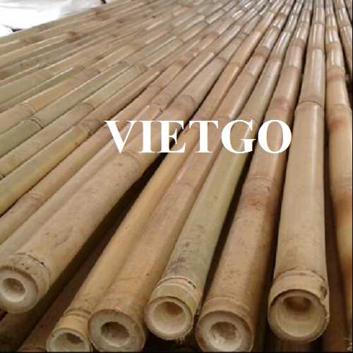 Cơ hội xuất khẩu gậy tre sang thị trường Ả Rập Xê Út