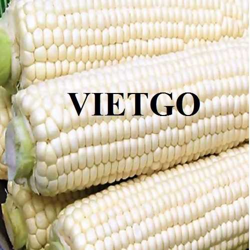 Cơ hội hợp tác xuất khẩu ngô nếp trắng đến từ vị khách hàng người Mỹ 