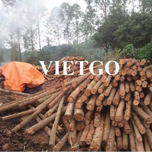 Thương vụ xuất khẩu gỗ keo tròn đến thị trường Ấn Độ