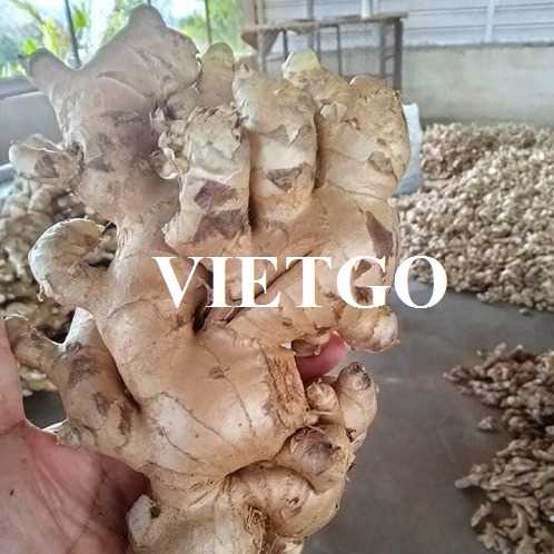 Cơ hội hợp tác xuất khẩu gừng tươi đến thị trường UAE