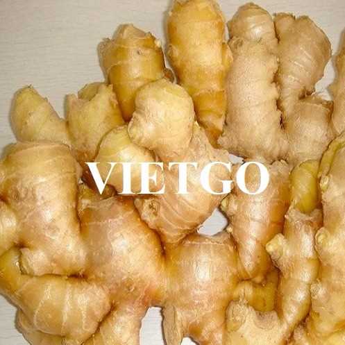 Thương vụ xuất khẩu gừng tươi sang thị trường Pakistan