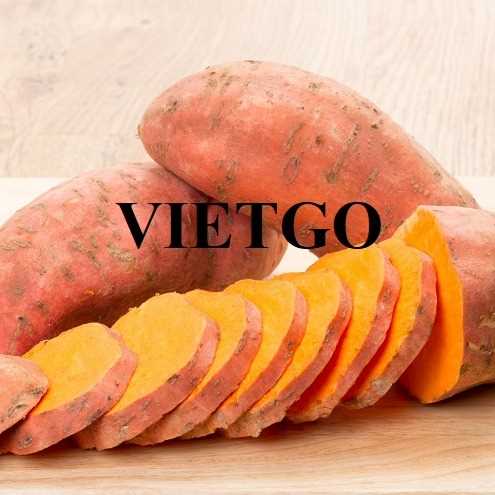 Cơ hội hợp tác xuất khẩu khoai lang sang thị trường Anh và Hà Lan