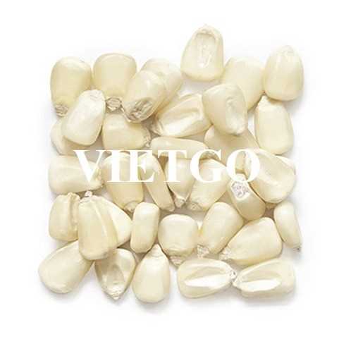 Cơ hội hợp tác xuất khẩu ngô trắng từ vị khách hàng người Anh