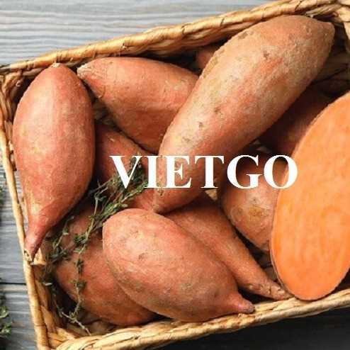Cơ hội xuất khẩu khoai lang đến thị trường UAE