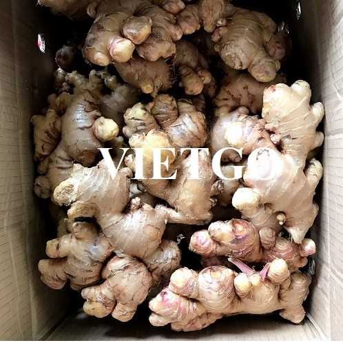 Cơ hội hợp tác xuất khẩu sản phẩm gừng sang thị trường Ấn Độ